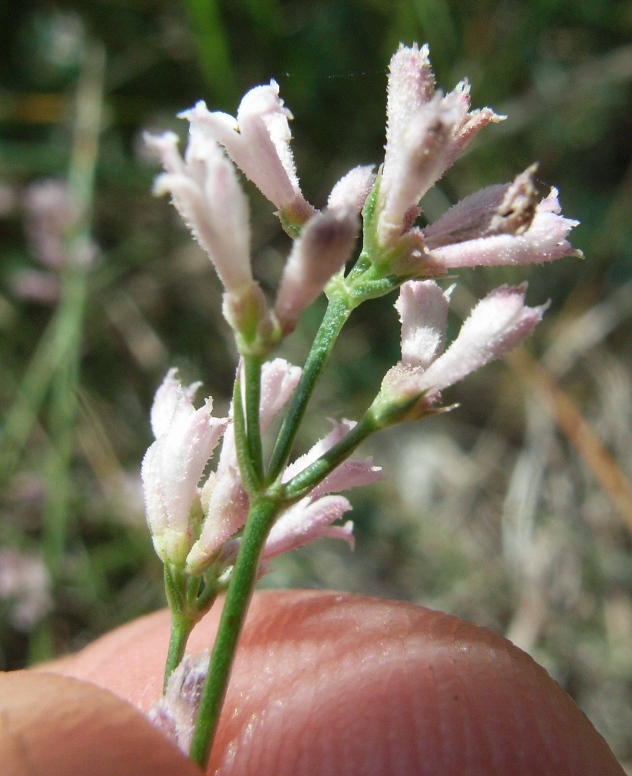 Asperula cynanchica